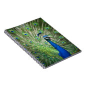 Carnet Paon criard (Côté Droit)