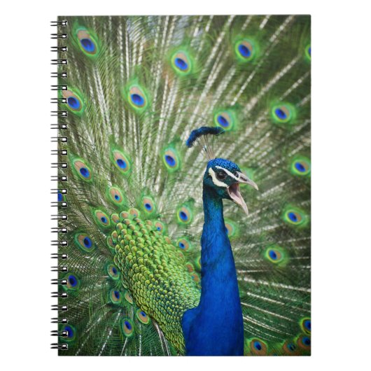 Carnet Paon criard (Devant)