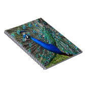Carnet Paon mâle coloré (Côté Droit)