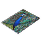 Carnet Paon mâle coloré (Côté gauche)