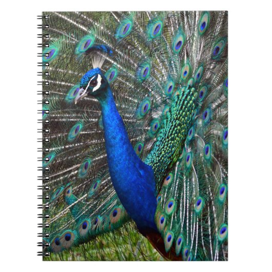 Carnet Paon mâle coloré (Devant)