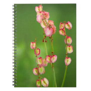 Carnet Paper Hearts (Rumex Woodii), Ukhahlamba
