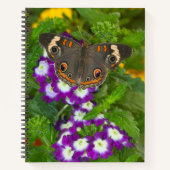 Carnet Papilio polyxenes (Devant)