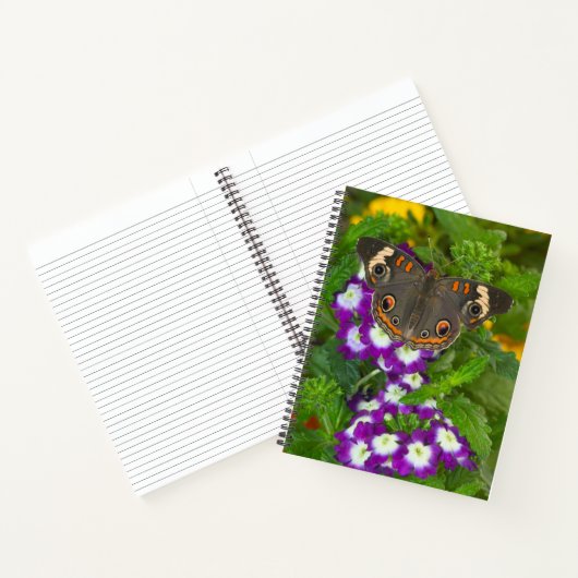 Carnet Papilio polyxenes (Intérieur)
