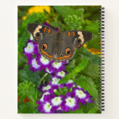 Carnet Papilio polyxenes (Dos)