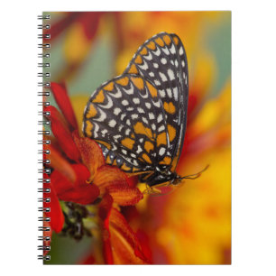 Carnet Papillon à carreaux de Baltimore