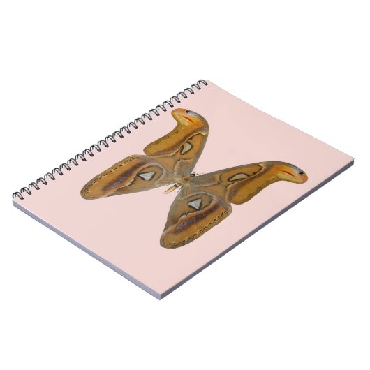 Carnet Papillon Atlas (Côté gauche)