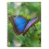 Carnet Papillon bleu (Devant)