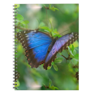 Carnet Papillon bleu