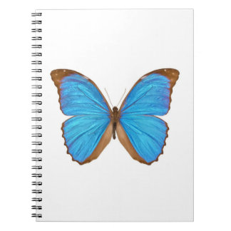 Carnet Papillon bleu de Morpho (Menelaus Morpho bleu,
