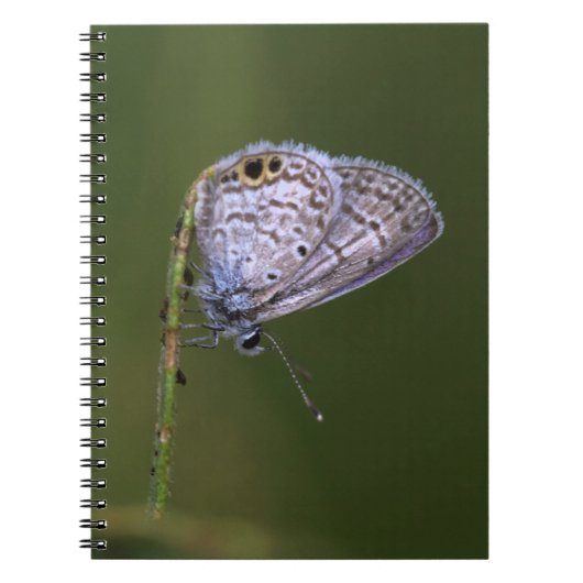 Carnet Papillon bleu marine (Devant)