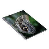 Carnet Papillon Caligo Eurilochus Incroyable (Côté Droit)