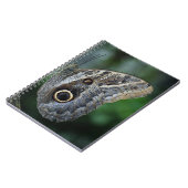 Carnet Papillon Caligo Eurilochus Incroyable (Côté gauche)