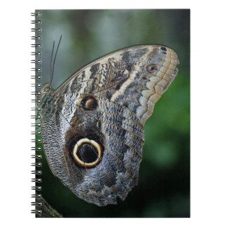 Carnet Papillon Caligo Eurilochus Incroyable