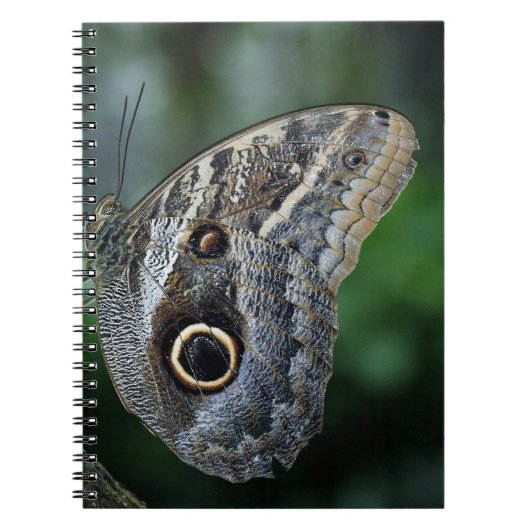 Carnet Papillon Caligo Eurilochus Incroyable (Devant)