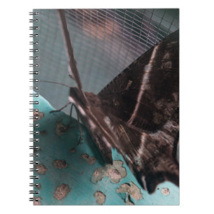 Carnet Papillon de nuit tropical à queue
