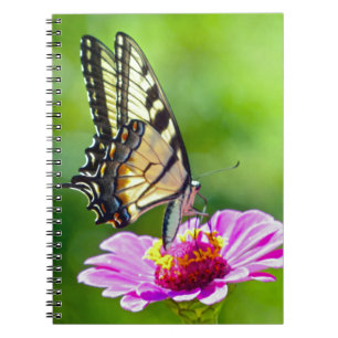 Carnet Papillon de queue de tigre