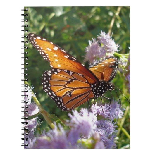 Carnet Papillon Monarque Photo Fleur violette Nature (Devant)