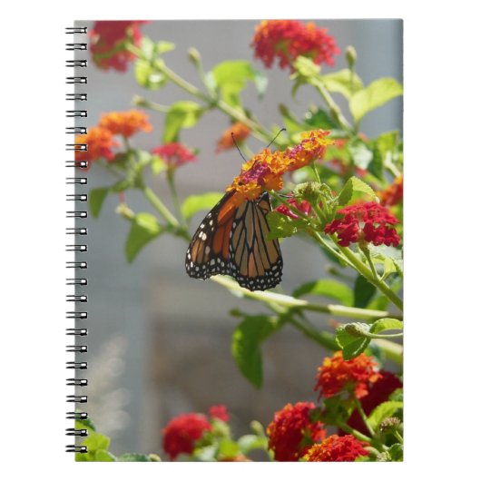 Carnet Papillon Monarque sur un Buddleia Rouge (Devant)