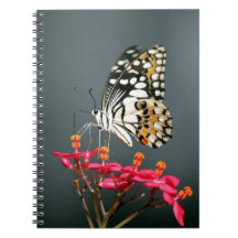 Papillon noir et jaune blanc sur Fleurs roses