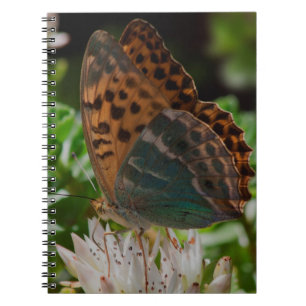 Carnet Papillon noir et orange avec Spots.
