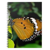 Papillon orange, noir et blanc sur feuille