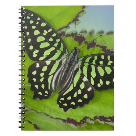 Carnet Papillon sur fond vert (Devant)