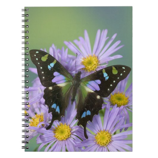 Carnet Papillon sur Violet (Devant)