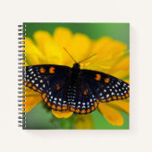Carnet Papillon tacheté de Baltimore (Devant)