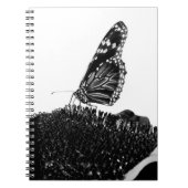 Carnet papillon timide blacq (Devant)