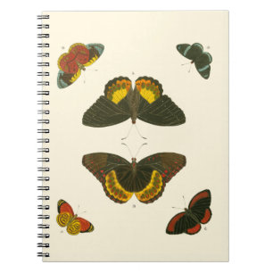 Carnet Papillons lumineux par Pieter Cramer