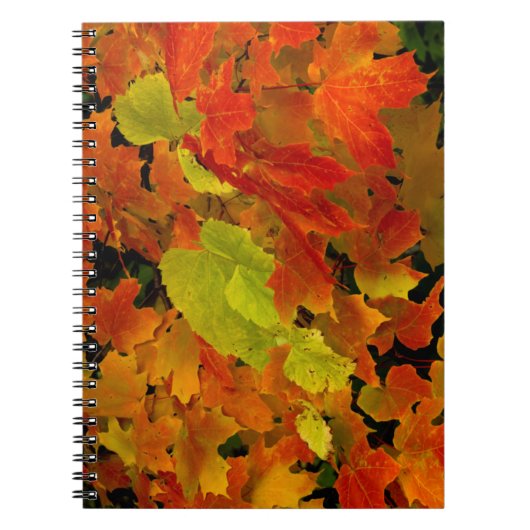 Carnet Parc d'État d'Itasca, couleurs d'automne (Devant)
