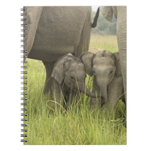 Carnet Parc national de Corbett, Uttaranchal, Inde.