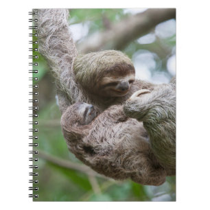 Carnet Paresseux bébé avec sa mère suspendue à un arbre