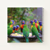 Carnet Parrots colorés Arc-en-ciel Lorikeet Manger (Dos)