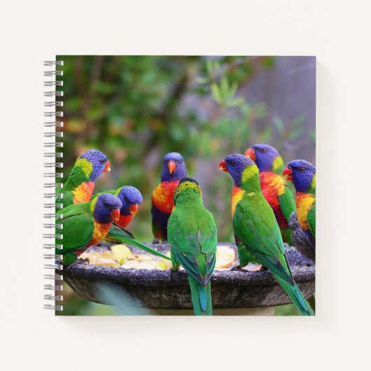 Carnet Parrots colorés Arc-en-ciel Lorikeet Manger (Devant)
