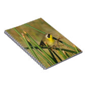 Carnet Paruline masquée (Côté Droit)