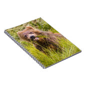 Carnet Pâturage des petits grizzlis, Alaska (Côté Droit)