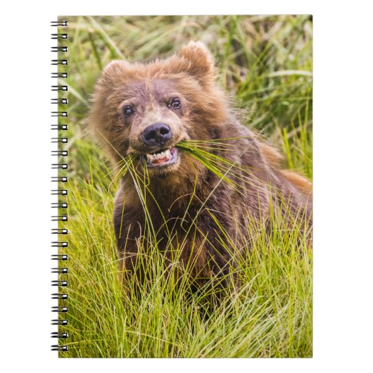 Carnet Pâturage des petits grizzlis, Alaska (Devant)