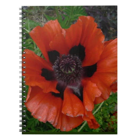 Carnet Pavot d'Orient (Devant)