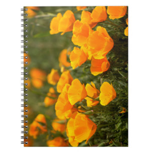 Carnet Pavots de Californie, Parc d'État Montana de Oro