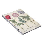 Carnet Pavots : rubicundis multiplex des albumoris (Côté Droit)