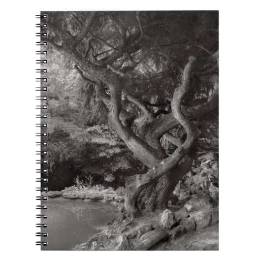 Carnet Paysage - La Forêt Interdite (Devant)