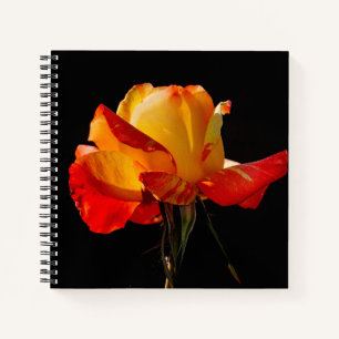 Carnet Peachy Orange Rose