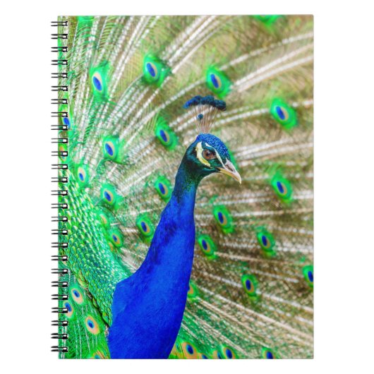 Carnet Peacock Plumage (Devant)