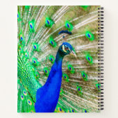 Carnet Peacock Plumage (Dos)