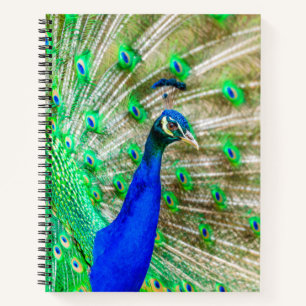 Carnet Peacock Plumage