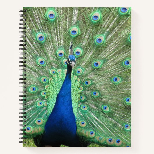 Carnet - Peacock Portrait (Devant)