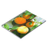 CARNET PÊCHES (Côté gauche)