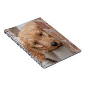 Carnet Peecing de Goldendoodle (Côté Droit)